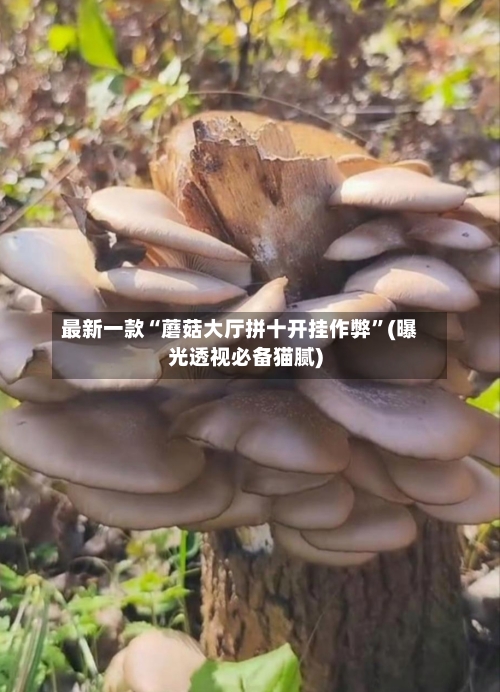 最新一款“蘑菇大厅拼十开挂作弊	”(曝光透视必备猫腻)-第2张图片