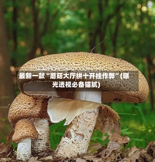 最新一款“蘑菇大厅拼十开挂作弊”(曝光透视必备猫腻)-第3张图片