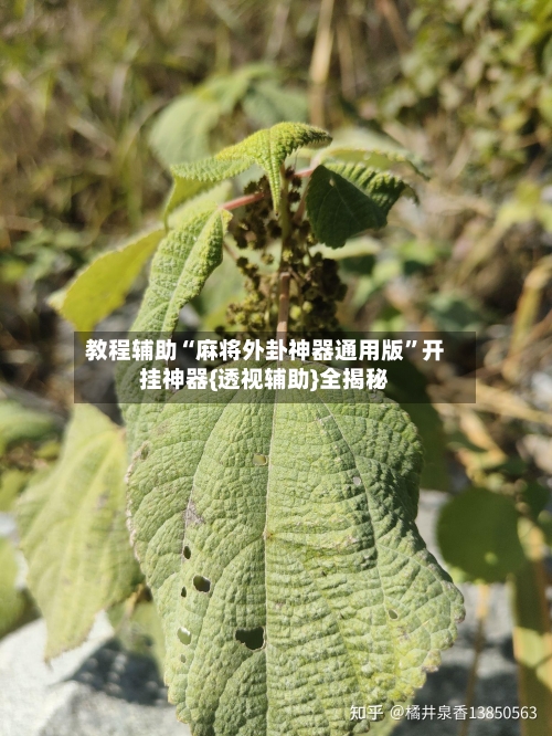 教程辅助“麻将外卦神器通用版”开挂神器{透视辅助}全揭秘-第3张图片