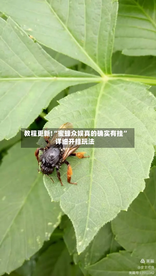教程更新!“蜜蜂众娱真的确实有挂	”详细开挂玩法-第2张图片