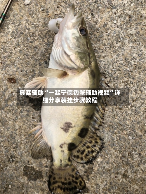 真实辅助“一起宁德钓蟹辅助视频	”详细分享装挂步骤教程-第2张图片
