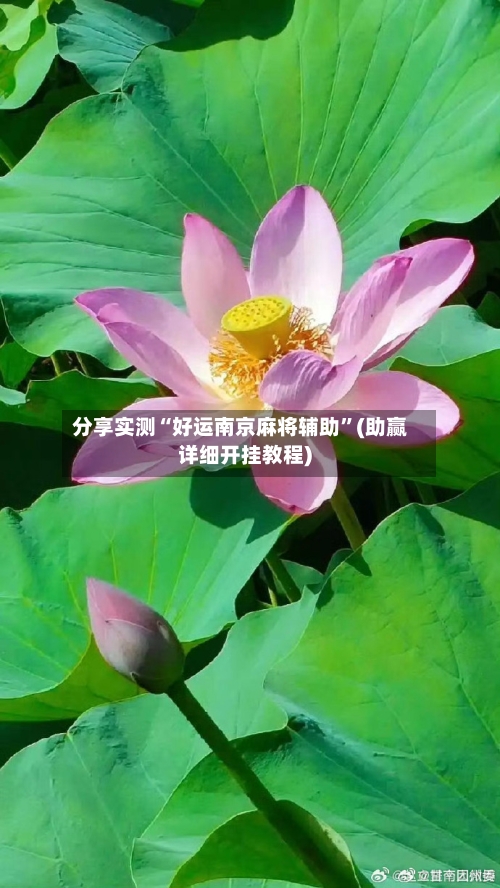 分享实测“好运南京麻将辅助”(助赢详细开挂教程)-第2张图片