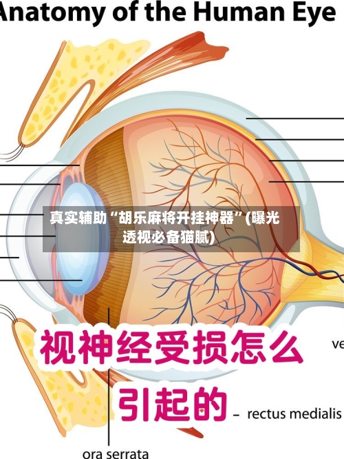 真实辅助“胡乐麻将开挂神器	”(曝光透视必备猫腻)-第3张图片