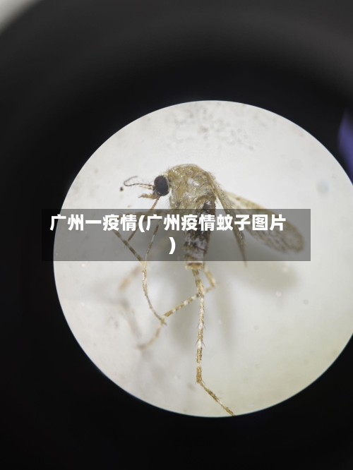 广州一疫情(广州疫情蚊子图片)