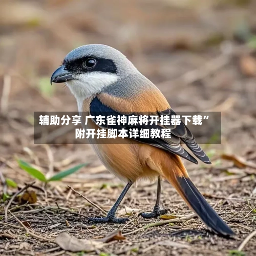 辅助分享 广东雀神麻将开挂器下载”附开挂脚本详细教程-第2张图片