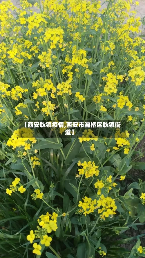 【西安耿镇疫情,西安市灞桥区耿镇街道】-第2张图片