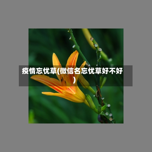 疫情忘忧草(微信名忘忧草好不好)