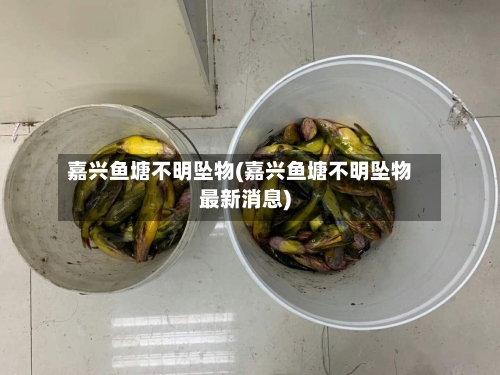 嘉兴鱼塘不明坠物(嘉兴鱼塘不明坠物最新消息)-第2张图片