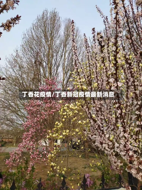 丁香花疫情/丁香新冠疫情最新消息