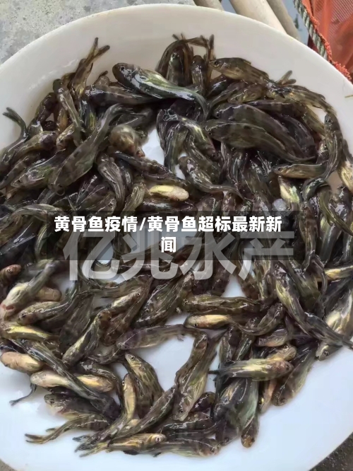 黄骨鱼疫情/黄骨鱼超标最新新闻-第3张图片