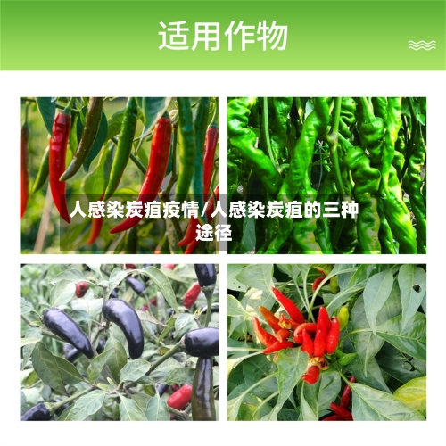 人感染炭疽疫情/人感染炭疽的三种途径