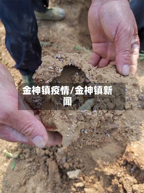 金神镇疫情/金神镇新闻