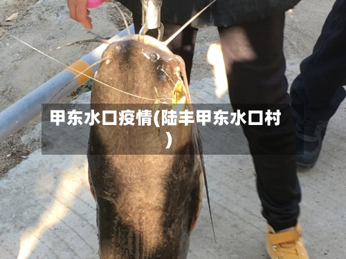 甲东水口疫情(陆丰甲东水口村)