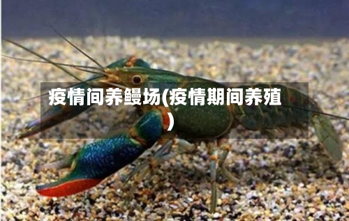 疫情间养鳗场(疫情期间养殖)