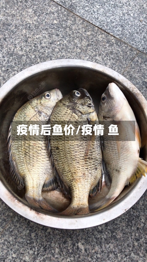 疫情后鱼价/疫情 鱼