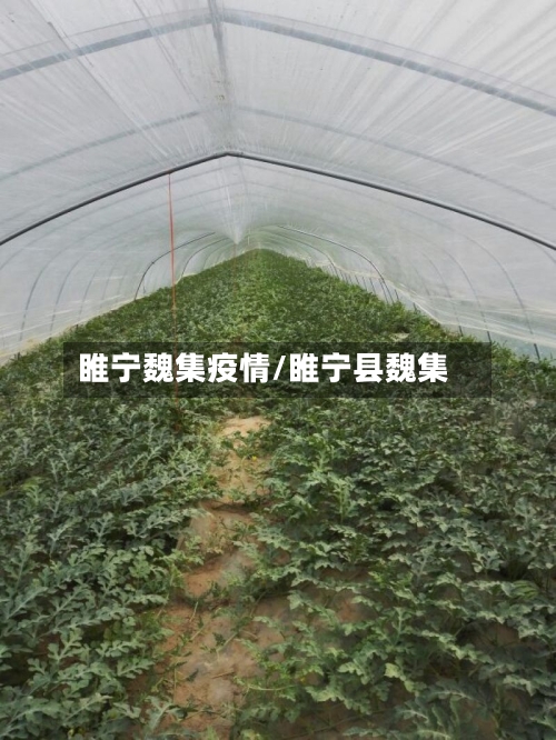 睢宁魏集疫情/睢宁县魏集
