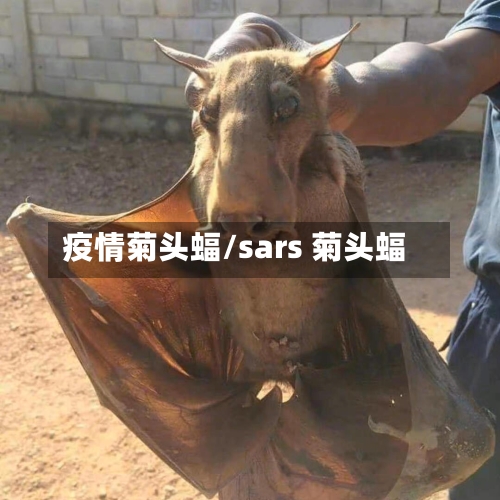 疫情菊头蝠/sars 菊头蝠