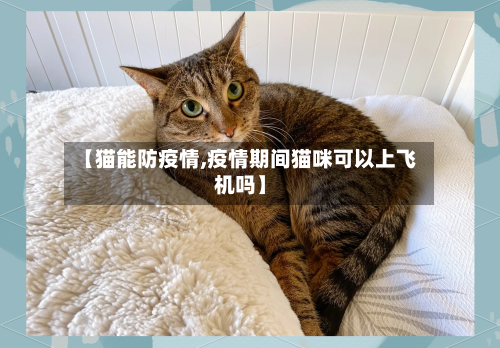 【猫能防疫情,疫情期间猫咪可以上飞机吗】